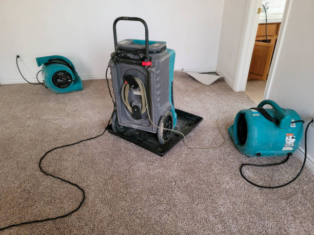 Best Basement water damage restoration  in Pirtleville, AZ